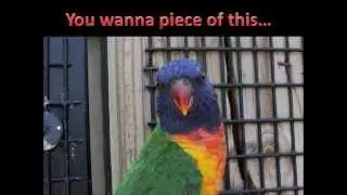 Talking Zoo Animals