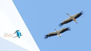 With Birds