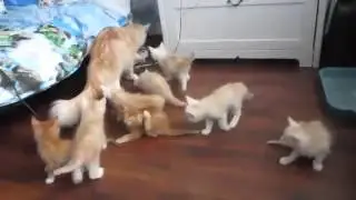 Шухер Котята