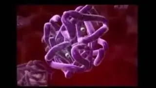 Hemoglobinin Oksijen Taşıma Mucizesi