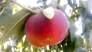 персик Свит дрим урожай 2019 г.
