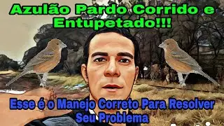 Como Resolver o Problema Com Azulão Pardo Entupetado e Corrido de Mão