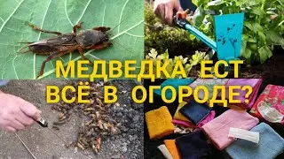 СУПЕР ПРОСТОЙ СПОСОБ уничтожить медведку на своём участке + Дачные покупки ❤️ Любимый Василек