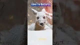 Доброе утро! Наконец-то и у нас выпал снег. 19 декабря.