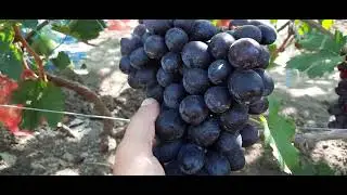 ГФ Винограда ХОРНЕТ и ДНЕПРОВСКАЯ РЕВЬЕРА (Калугин В.М.). 12.09.2023г.