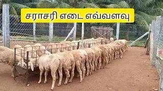 செம்மறிக் குட்டிகளை இவ்வளவு அவசரமாக விற்பனை செய்தது ஏன்❓