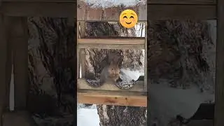 Белочка