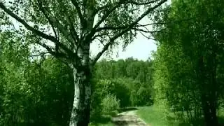Лесная дорога Владимирская область