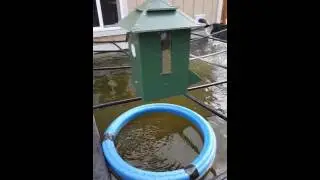 Koi Cafe automatic feeder