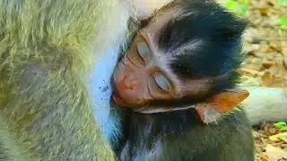 Very happy to see baby Daniela got full milk and fulling sleep  from mom / Monkey Post