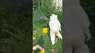 Bee rescued!!!  New home for winter