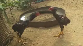 Chicken poultry ចុលមាន់ស្រុកស្រែ