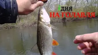 Два дня для голавля