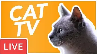 24/7 Cat TV - Mouse in The Hole Videos to Entertain Your Cat