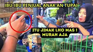 IBU-IBU PENJUAL ANAK'AN TUPAI ! #kicaumania #kicau #burung #burungkicau #hewan #fyp #trending #viral