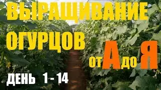 Выращивание огурцов (2й оборот)  День 1 - 14