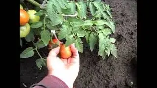 Выращивание ранних помидоров в открытом грунте