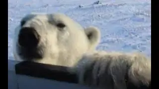 Top 5 Bear