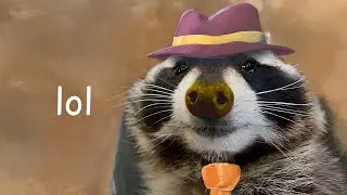 the non raccoon é muito ruim