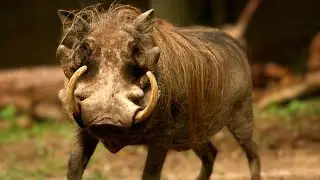 The Mighty Warthog Unveiled