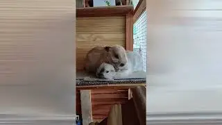 Just chillin with my brother #bunny #bunnies #netherlanddwarfbunny🐇🐇🐰🐰