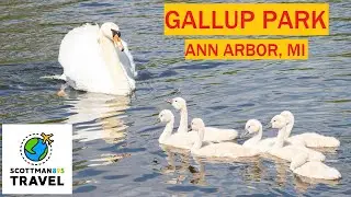 Wildlife Photography at Gallup Park | Ann Arbor, Michigan