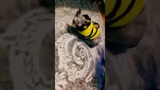 Вот как надо встречать полосатый год