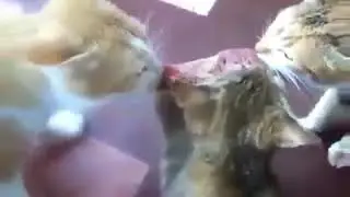 Other cats make a profit when the two cats contend~so cute