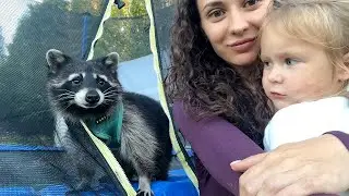 ЕНОТ Тимофей гуляет по участку / Сингапурские кошки провожают Алису ко сну