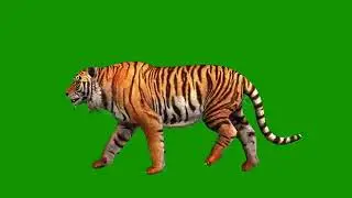 Tiger green screen effect video