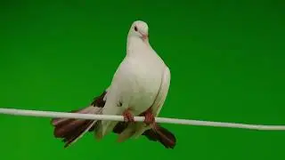 Pigeon Green Screen Video |Beautiful Pigeon green screen background|Pigeon Green Screen No Copyright