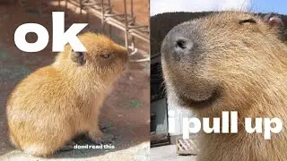 ok i pull up capybara sing 4K