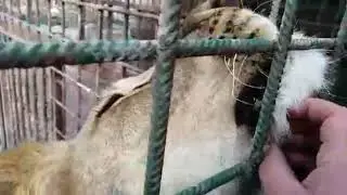 Сима