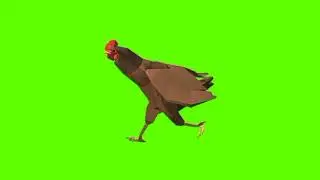 Green screen Cock video | Brown Cock running green screen