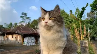JALAN JALAN SORE SAMBIL LIVE