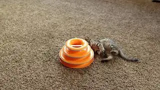 Pixie-Bob Kitten Playing