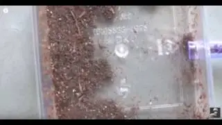"Raise 5000 Ant in Home"