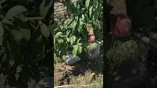 Кубань. Персики.