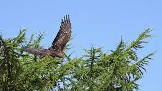 Sea eagle takes off from the treetop.