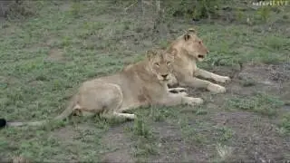 SafariLIVE 12/21/16 AM Drive