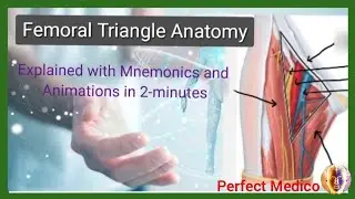 Femoral Triangle Anatomy (Explained in 2-Minutes) ||Femoral Triangle Mnemonics||