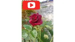 Rose || new creation garden
