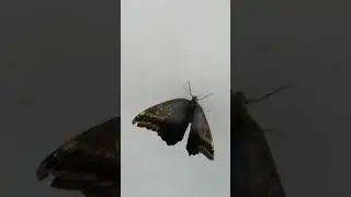 Выставка самых больших на Земле бабочек