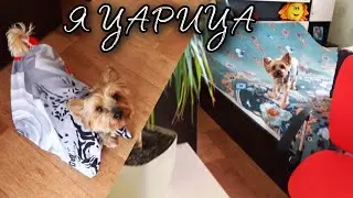Дези нас веселит! Делаем уборку!