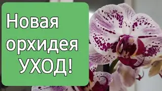 Уход за новой орхидеей после покупки!
