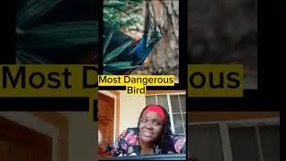 Most Bizarre Facts #shorts
