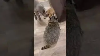 Енот Тёма нападает на собаку