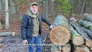 Puszcza Białowieska nie jest na sprzedaż #unesco The Białowieża Forest is not for sale