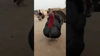 Domestic Turkey Bird | Turkey Voice | Wild Turkey | Turkey Flying | Turkey Call | Turkey Bird Sound