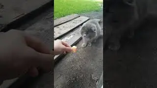 Погладил дикого кота